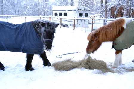 Tinni and Hrimi eating on a cold morning